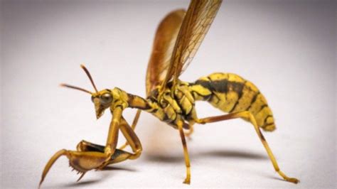 Mantidfly Looks Like Praying Mantis And Wasp Insects