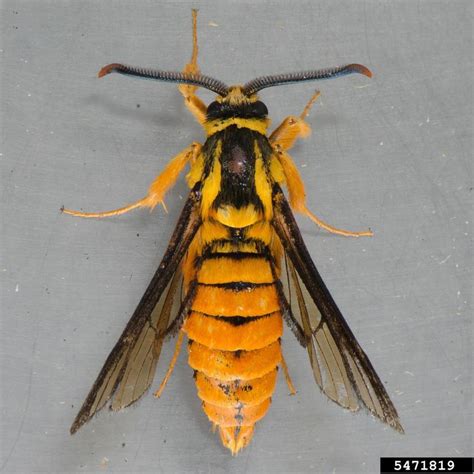 Monday Naturezen More Moths Pretending To Be Wasps Wired