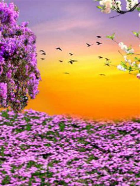 Free Download Nature Spring Purple Flowers Garden Sunset Hd Wallpapers