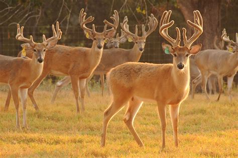 Texas Whitetail Deer Gallery Cold Creek Ranch Texas