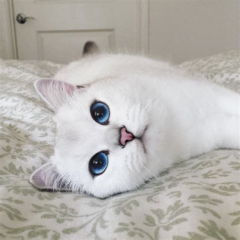 This Cat Has The Most Beautiful Eyes You Have Ever Seen