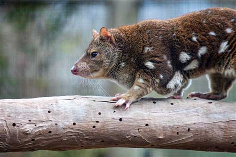 12 Types Of Marsupials Facts Pictures Examples Wildlife Informer