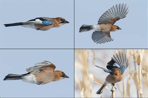 Eurasian Jay Id And Photos Shanghai Birding 上海观鸟