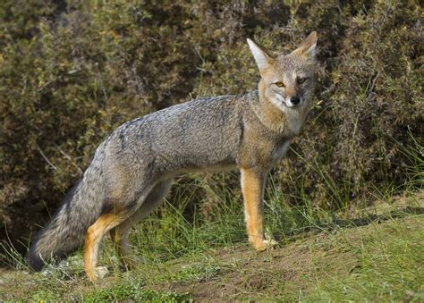 Pampas Grey Fox Pampas Foxes Can Be Found In A Range Of Habitats In