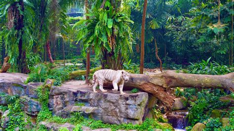 Animals At Singapore Zoo A Walk In The World Singapore Zoo Tickets