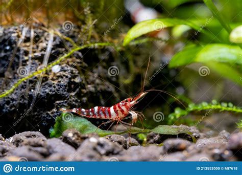 Tigri Sulawesi Dwarf Shrimp Stay Near Rock And Aquatic Plant Also Look