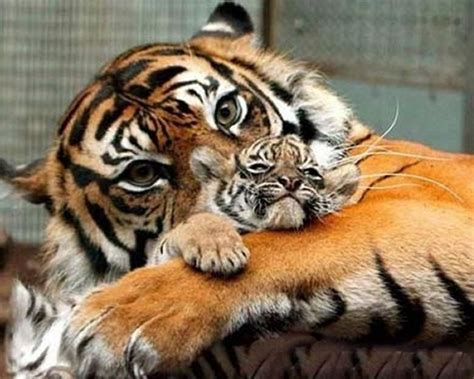 In this collection you will see cat, giraffe, bear, tiger, lion. Photography Moments: Animal - Mother and Baby 3
