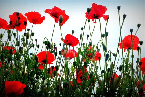 Hd Wallpaper Red Poppy Flowers Field The Sky Clouds Trees House