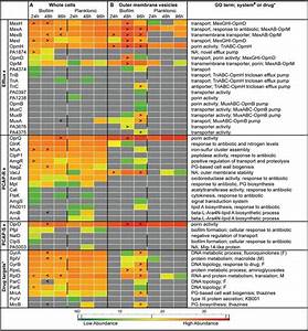 Antibiotic Chart Antibiotic Activities Chart