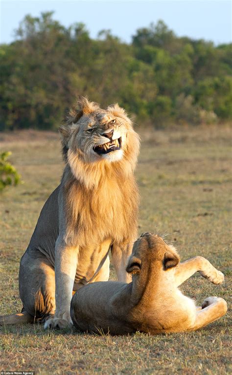 Funny Pictures Of Lion Looking Proud And Passionate As He Mates With A