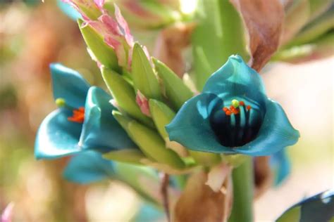 6 Stunning Teal Flowers Including Pictures Naturallist