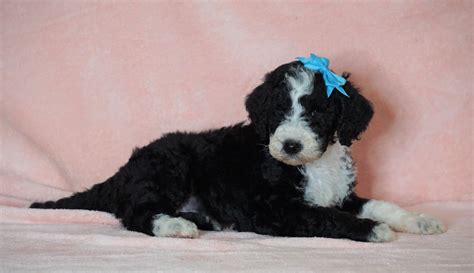 F1b Sheepadoodle For Sale Baltic Oh Male Rocky Check Out Our Video Ac Puppies Llc