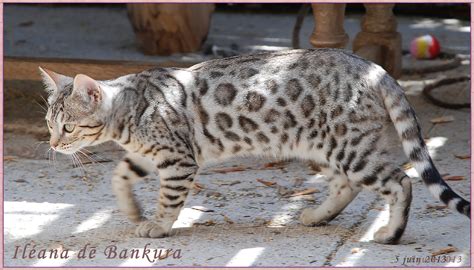 Chatterie Bankura Bengals Elevage De Chats Bengal Chatons