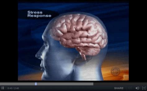 Effects Of Chronic Stress On The Brain A Cbs Video Short The Boston