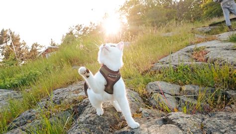 12 reasons you should adventure with a cat – Adventure Cats