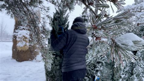 Christmas Despite Rising Cost Of Christmas Trees Ottawa Residents