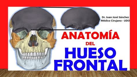 🥇 Hueso Frontal Anatomía Fácil Rápido Y Sencillo Youtube