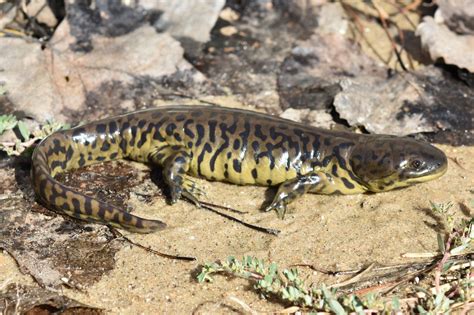 Pin By Ellie Jewkes On Tiger Salamander Paludarium In 2021 Tiger