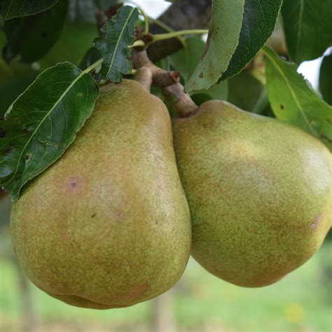 Doyenné Du Comice Pear Tree Walnut Tree Company