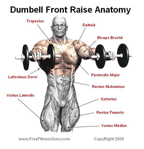 Freefitnessguru Dumbell Front Raise Anatomy Shoulder Workout