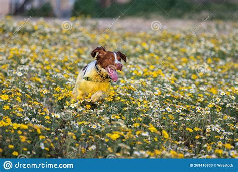 Cute Hairy Dog Running In The Flower Field On A Sunny Day Stock Image