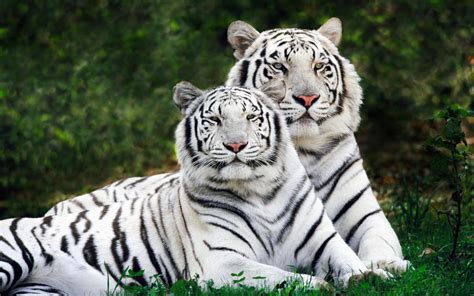 White Bengal Tigers Widescreen Wallpapers Hd Wallpapers