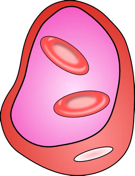Each human red blood cell contains approximately 270 million hemoglobin biomolecules, each carrying four heme groups to which oxygen binds. Labeled Red Blood Cell Diagram - ClipArt Best