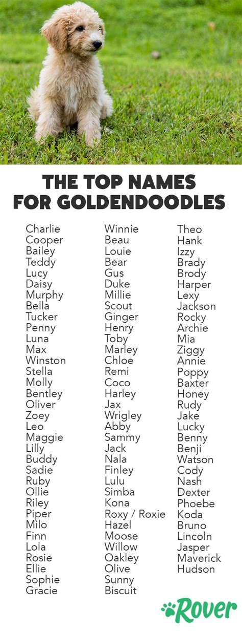 The Top 117 Most Popular Goldendoodle Names Goldendoodle Names Cute