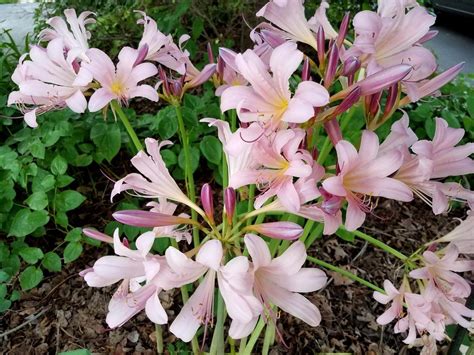 Surprise Lilies Lycoris Plant Care And Collection Of Varieties