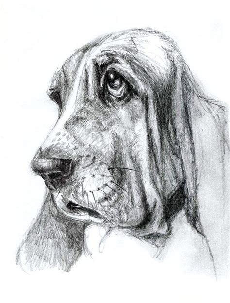 Pencil Drawing On Behance Dog Pencil Drawing Dog Sketch Dog Paintings