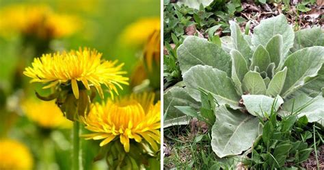 9 Common Weeds That Are Actually Useful In Your Garden