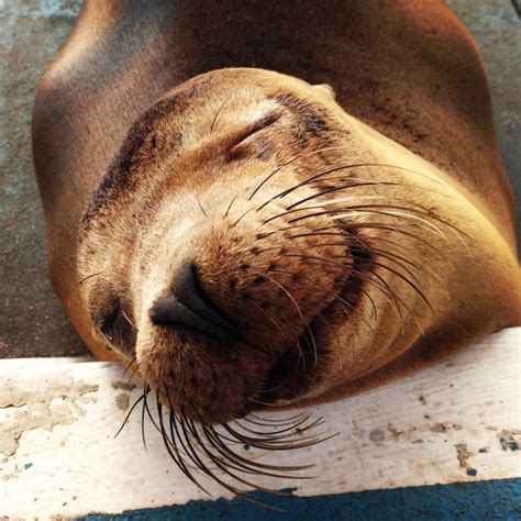 Sea Lions Really Are The Cutest Animals Be Happy Fathom Animals