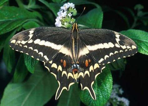 The Schaus Swallowtail Or Island Swallowtail Is Found In Southern