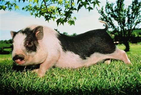 Socialize And Bond With Baby Pot Bellied Pigs