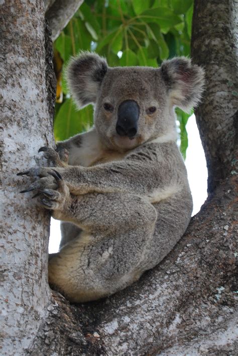 Queensland Koala The Parody Wiki Fandom Powered By Wikia