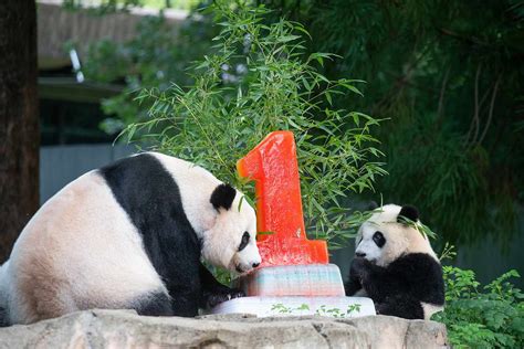 The National Zoo Celebrates 50 Exciting Years Of Caring For Pandas