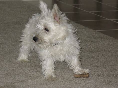 Filewest Highland White Terrier 1