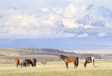 Premium Photo Horses In The Altai Mountains Pets Graze On A Spring