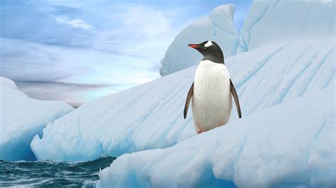 ハッピー南極ペンギンのhd壁紙プレビュー