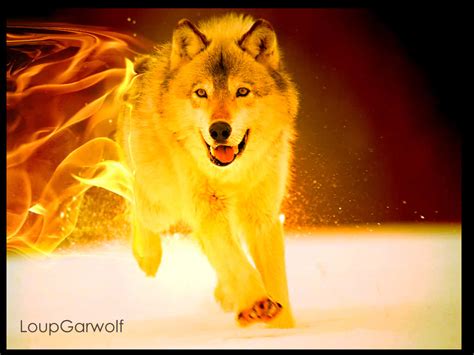 Download A Strong Wolf Roaming From Ice To Fire Wallpaper