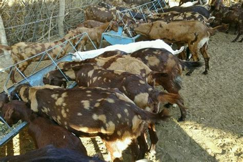 Male Sirohi Goats At Rs 10000piece In Indore Id 19172596991