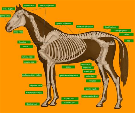 Anatomija Konja