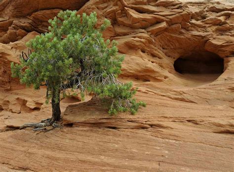 Juniper Tree Types How To Find The Best One