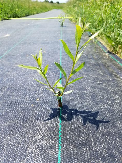 Hybrid willow tree in winter. Hybrid Poplar and Hybrid Willow screen (progress pictures ...