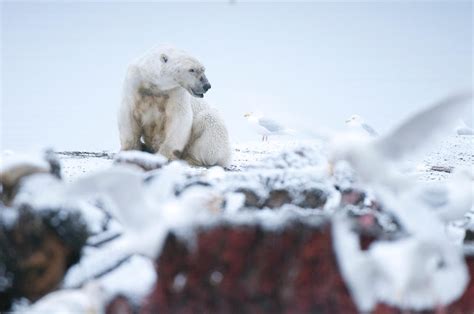 See The Arctic National Wildlife Refuge In Spring Audubon Alaska