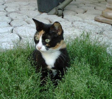 Fascinating Facts And Cute Pictures Of Calico Cats Cats Cats Kittens Cat Watch