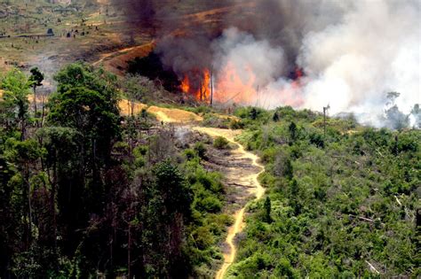 Kebakaran Hutan Disebabkan Oleh Homecare24