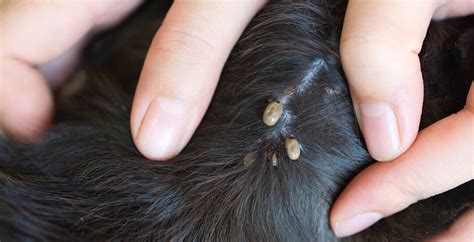 How To Remove An Engorged Tick From A Dog Without Tweezers Howtoremvo