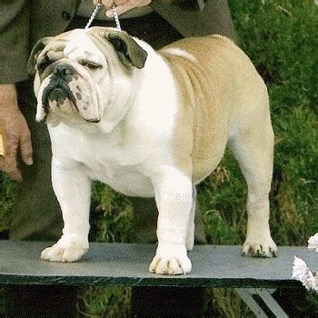 Последние твиты от english bulldog puppies (@englishpuppies). English Bulldog Breeder | Puppies for Sale Oklahoma | Cedar Lane Bulldogs