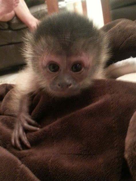 Baby Capuchin Primate Supply